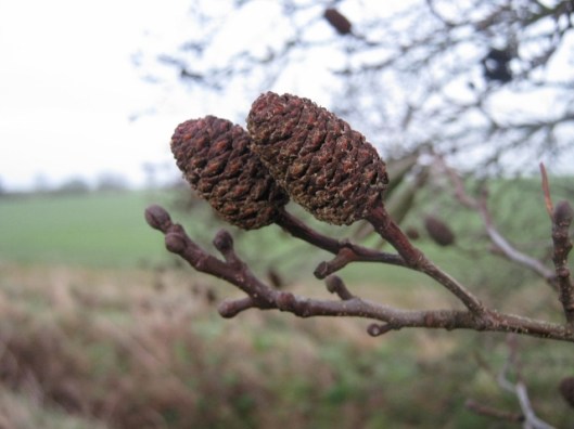 030Alder cones (640x480)
