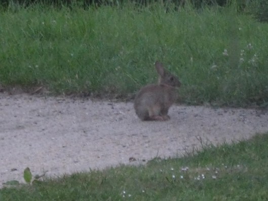 016Young rabbit (640x480)