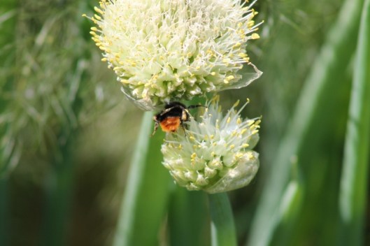 026Tawny Mining Bee on Welsh Onion (640x427)