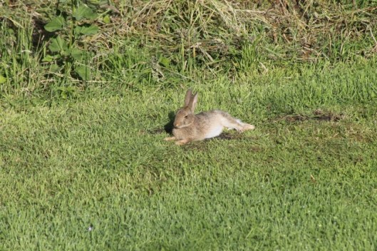 098Sleeping rabbit (640x427)