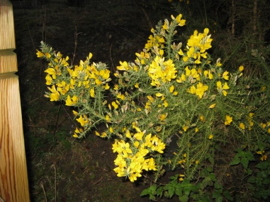 IMG_3868Gorse at Minsmere (640x480)