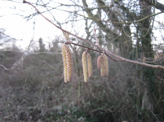 IMG_3922Hazel catkins (640x480)