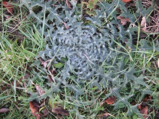 IMG_3923Thistle (640x480)