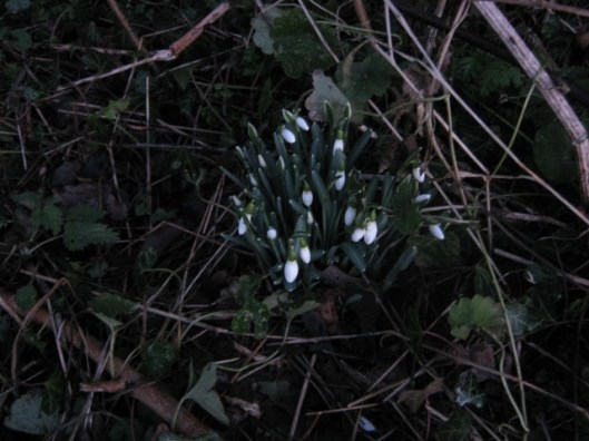 IMG_3925Snowdrops (640x480)