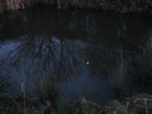 IMG_3929Reflection in pond (640x480)