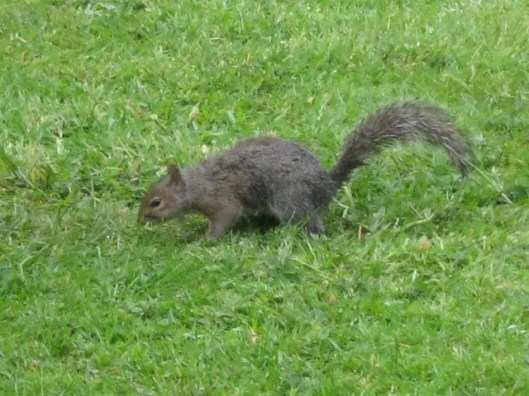 001Grey squirrel (640x480)