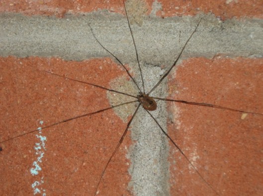 001Harvestman (640x480)