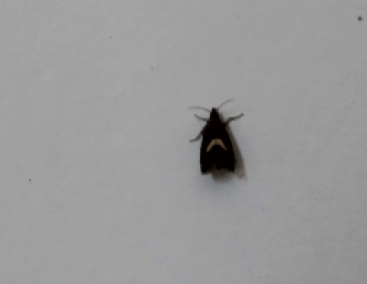 001Micro moth (640x497)