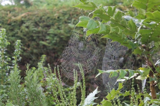 001Spiders' webs (640x427)