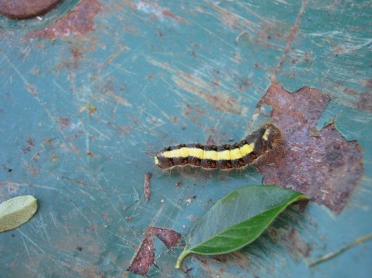 002Grey Dagger caterpillar (640x480)