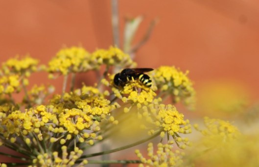 002Wasp on fennel (640x413)