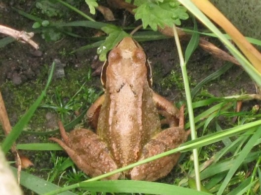 003Common frog (640x480)
