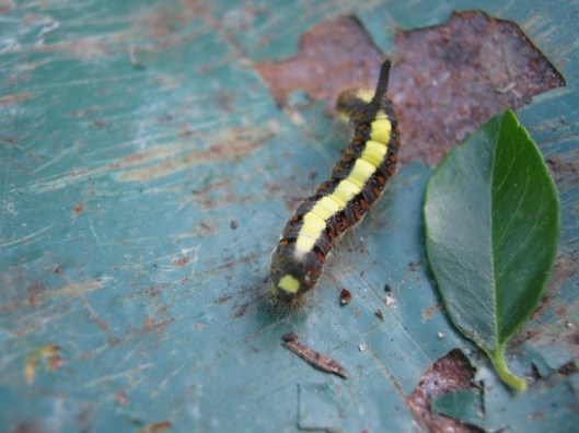 003Grey Dagger caterpillar (640x480)