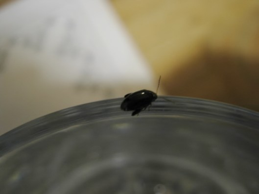 003Little black beetle (640x480)