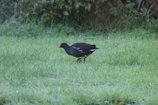 003Moorhen (640x427)