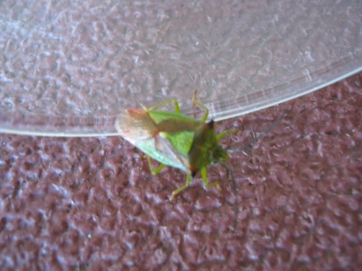 004Hawthorn Shield Bug (640x480)