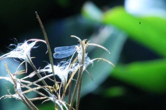 004(Scarce) Emerald Damselfly (640x427) (2)