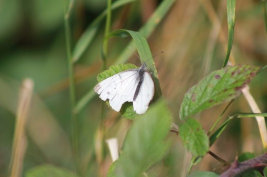 004Small white (640x427)