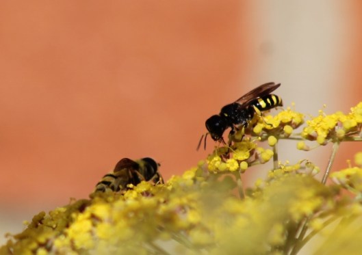 004Wasps on fennel (640x452)