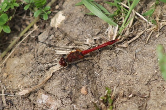 005Ruddy darter (640x427) (2)