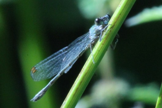 005(Scarce) Emerald Damselfly (640x429)