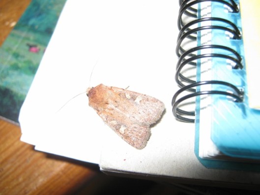 005The Suspected Parastichtis suspecta (640x480)