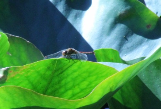 006Common Darter (640x433)