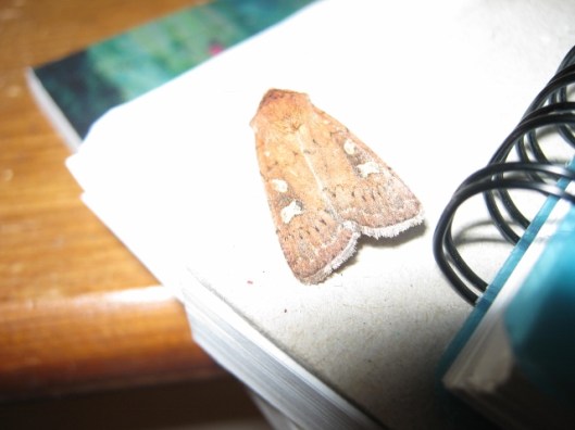 007The Suspected (640x480)