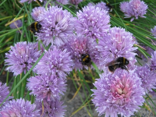 008Bees on chive flowers (640x480)