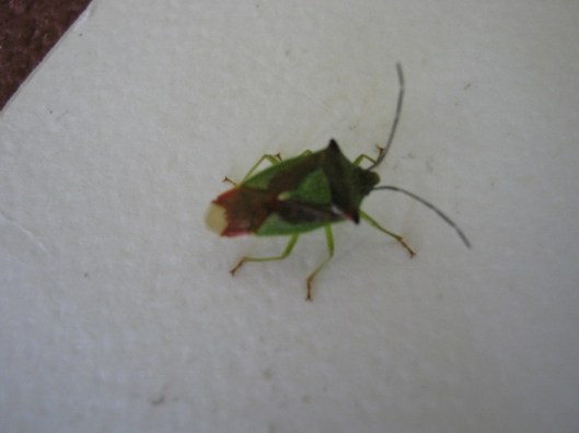 008Hawthorn Shield Bug (640x480)