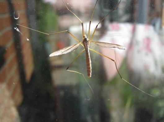 009Crane fly (640x480)