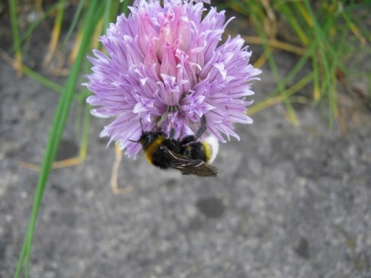 009Cuckoo bee Psithyrus vestalis on chive flower (640x480)