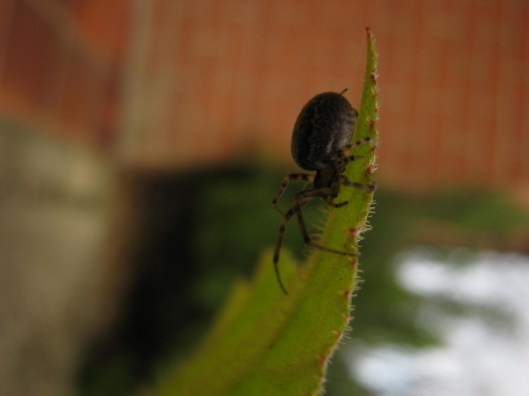 010Garden Spider (640x480)