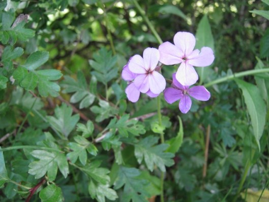 010Honesty (640x480)