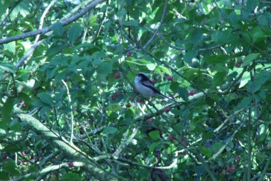 011 (2)Long-tailed Tit (640x429)