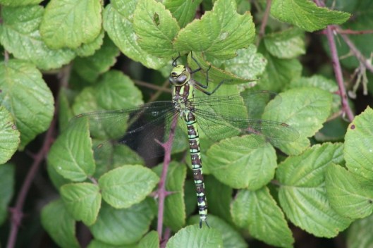 011Female southern hawker (640x427)