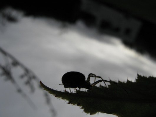 011Garden spider (640x480)
