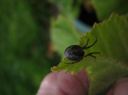 012Garden spider (640x480)