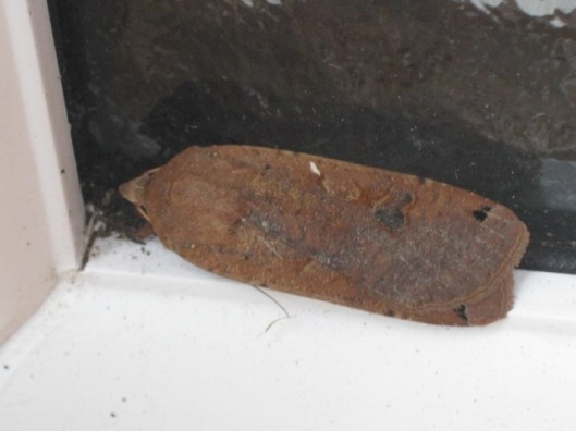 012Large Yellow Underwing (640x480)