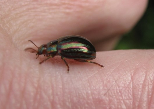 013Chrysolina varians (640x454)