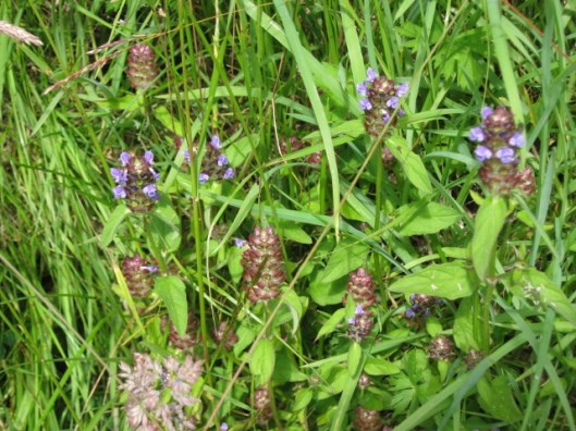 013Self Heal (640x480)