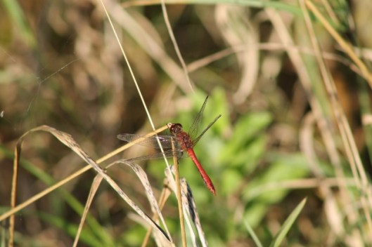 015Ruddy Darter (640x427)
