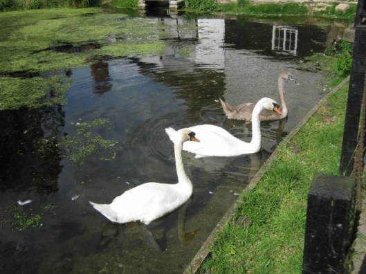 017The swans (640x480)