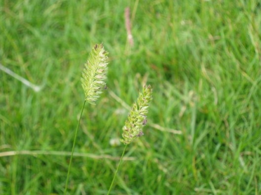 018Crested Dog's-tail (640x480)