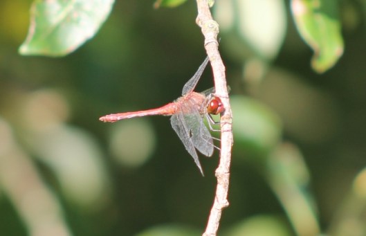 018Ruddy Darter (640x413)