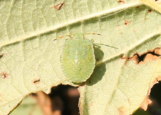 020Shield Bug (640x458)
