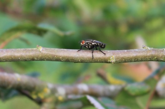 022Flesh fly (640x425)