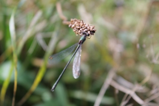 023OOF Damselfly (640x427)