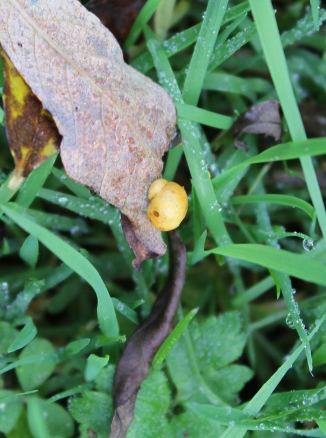 023Snail on leaf (476x640)