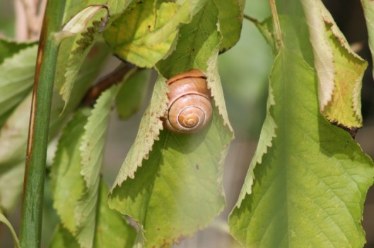 027Snail on a cherry leaf (640x427)